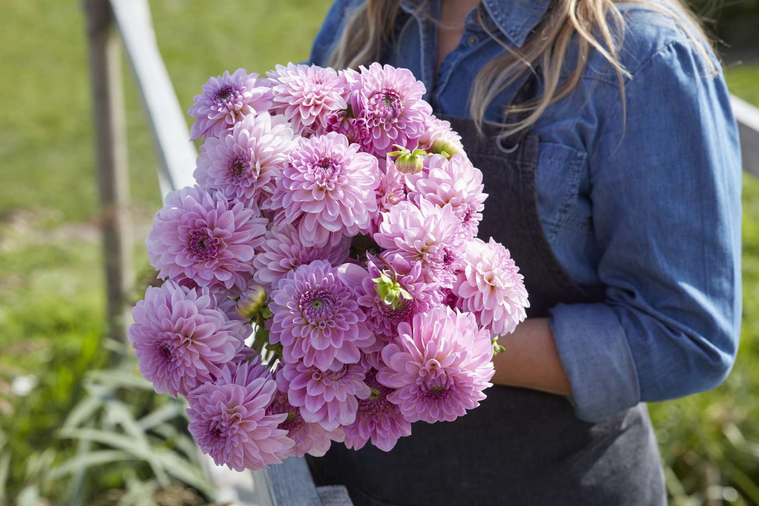 Daalia 'Bazuin Lavender'